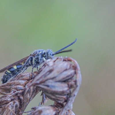 tawon scoliid