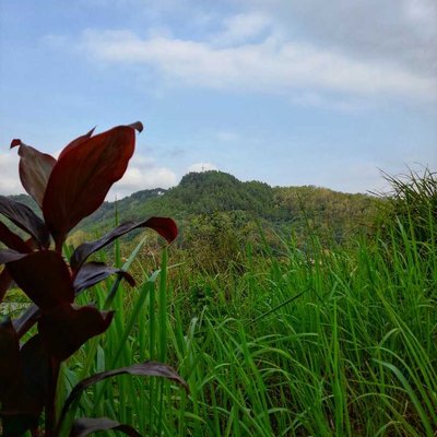 Green hills