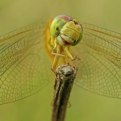 cute smiles of dragonfly