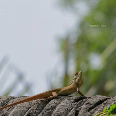 Wild Animals 