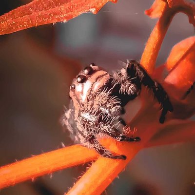 spider