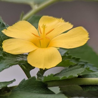Damiana 