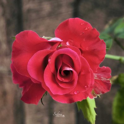 Mawar merah 