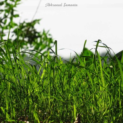The Grass roots