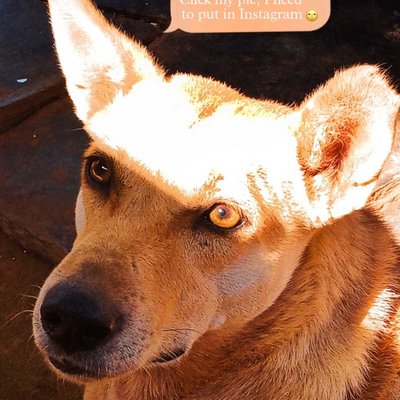 Dogyyy 🐶