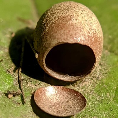 TELUR INSECT