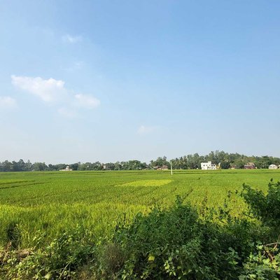  rice farming