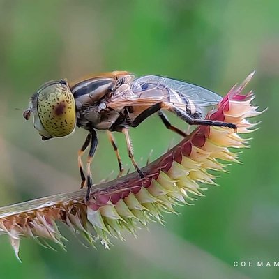 Macro (Nature Flora/Fauna)