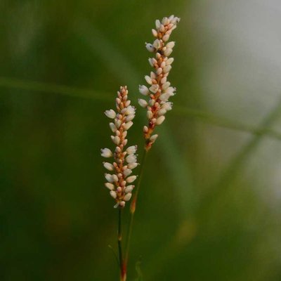Wild flower
