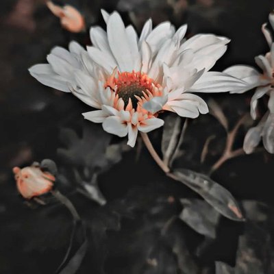 Chrysanthemum 🖤🤍