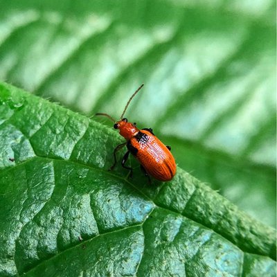 Criocerinae