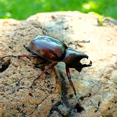 Oryctes rhinoceros -Insecta