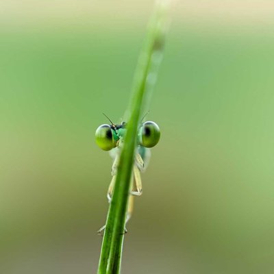 Damselflies 
