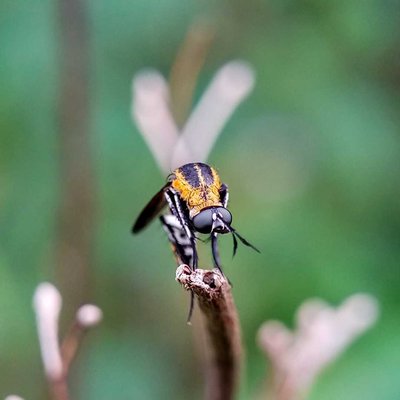 Toxophora