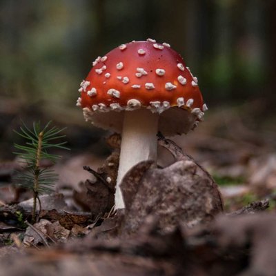 Jamur Merah