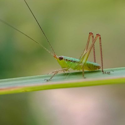Conocephalus