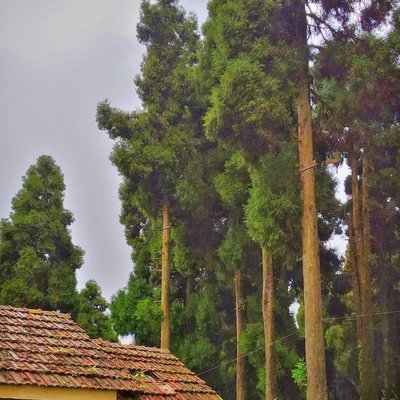 WBFDC Nature resort, Lava, West Bengal