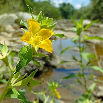 Flor en el río Cangre
