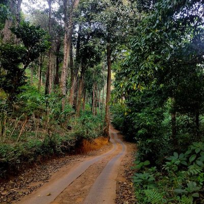 A path through the forest 