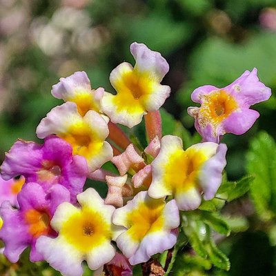 Macro