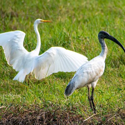 Black headed Ibis, Egret