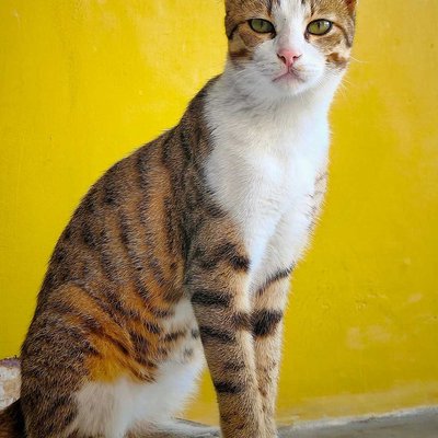 The Kitty's look 😍