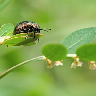 Chrysomelidae
