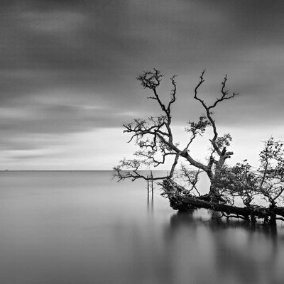 Fallen Tree in B&W