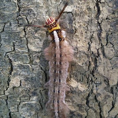 2. Beautiful but Venomous! 🐛