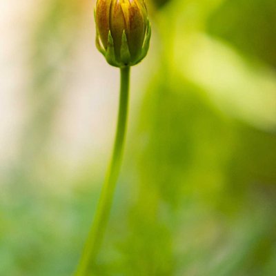 Kuncup Muda Bunga Zinia