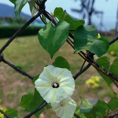Ipomoea obscura