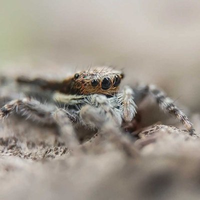 Spider