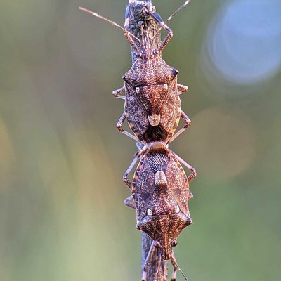Spined Soldier bug🐝