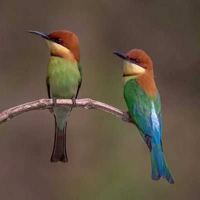 The Colourful Couple 