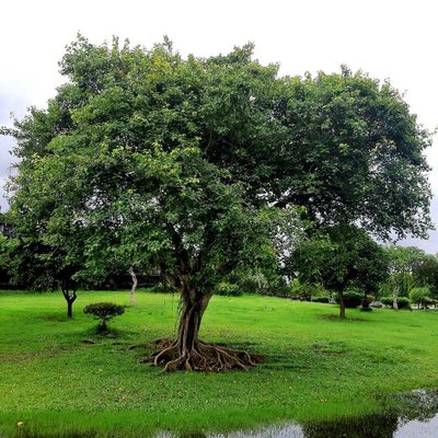 A big tree at Bajra Sandhi Monument