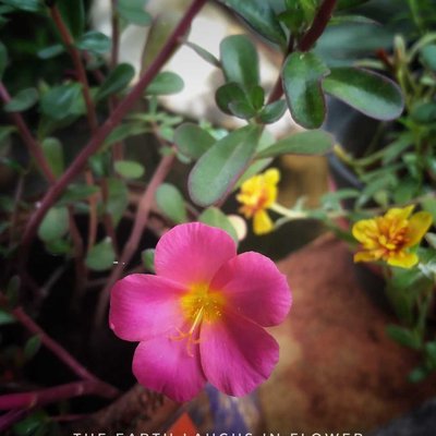 wingpod purslane