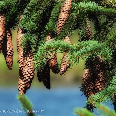 Picea
