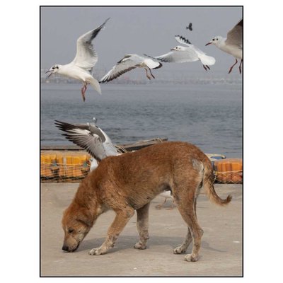 Dog Wings