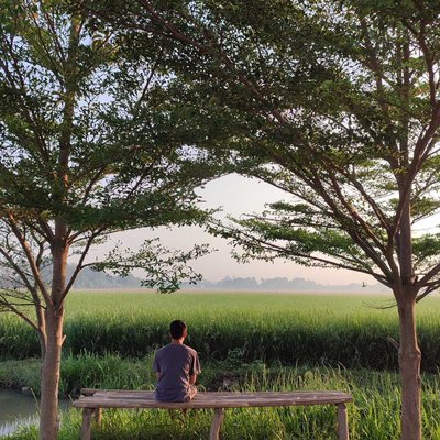 Rice field view