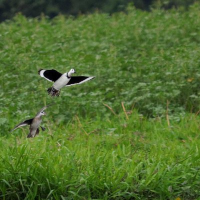Birds World 