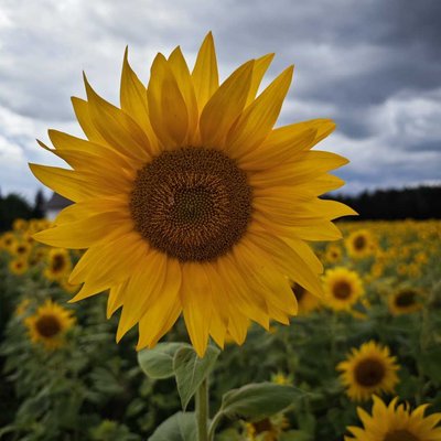 Sunflower 🌻