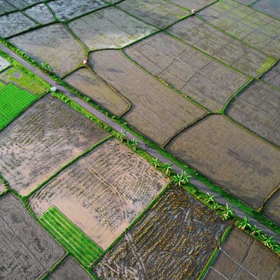 Doro Cumpa Rice Field