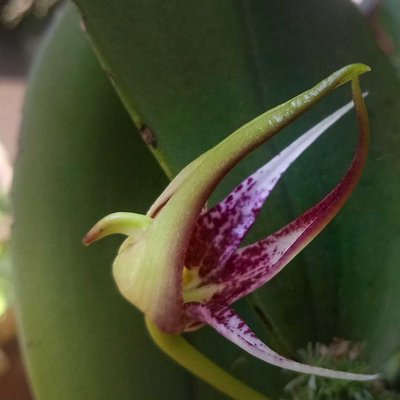 Bulbophyllum Gjellerupii