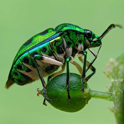 jewel bug 