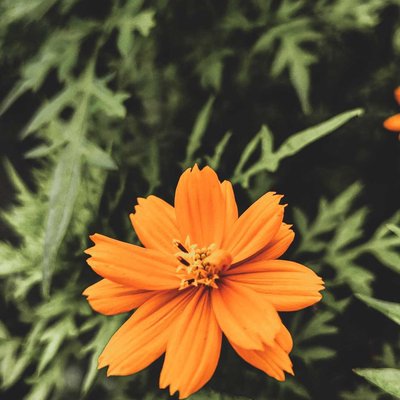 Flower Photography 