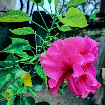 Flower 🌺