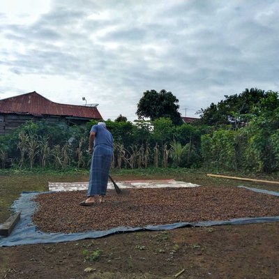 Menjemur Kopi 