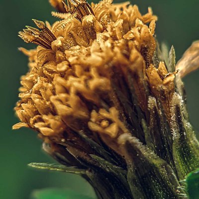 BIDEN PILOSA