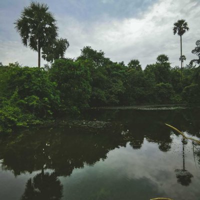 Toddy Palm ,Pond & Reflectiom