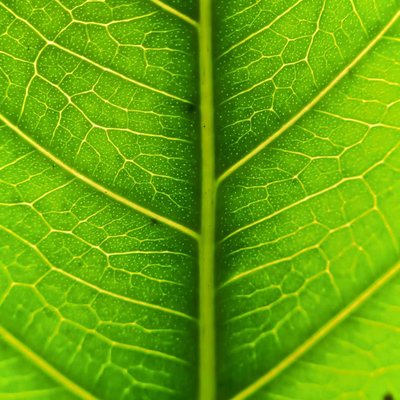 Texture 🌱